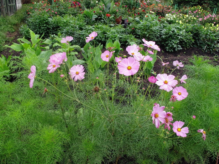 Image of Cosmos bipinnatus specimen.