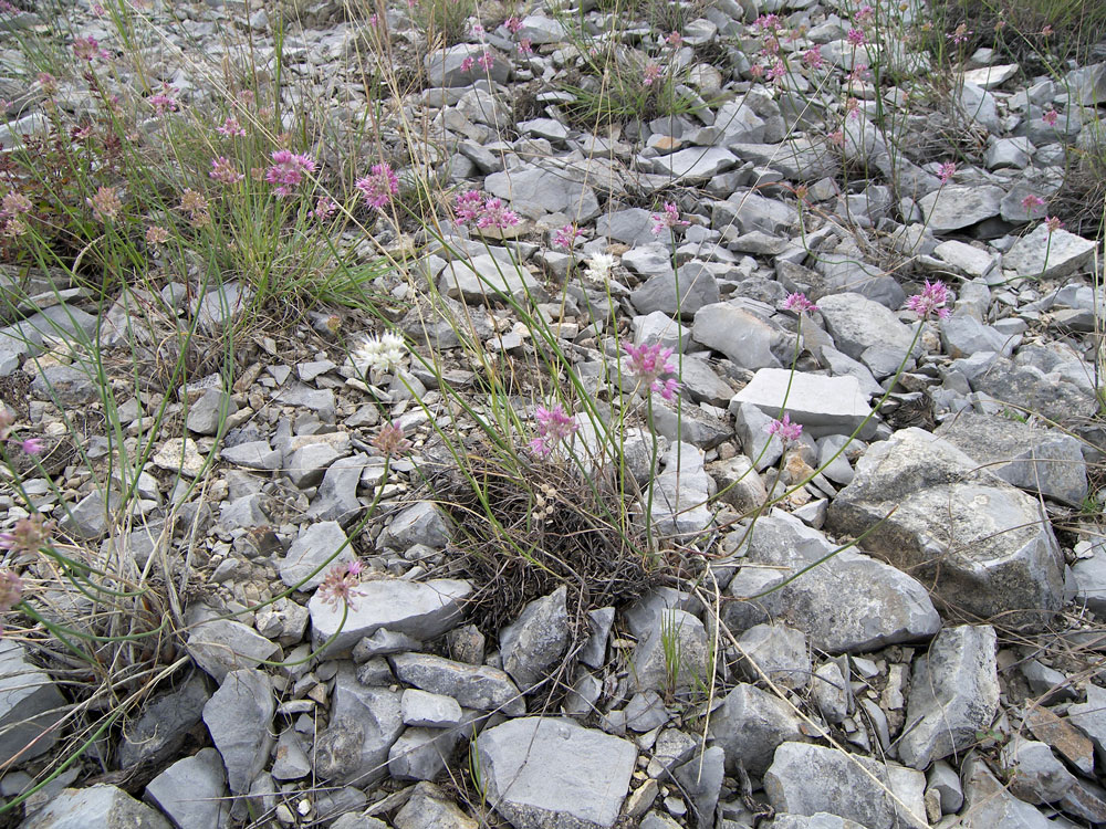 Изображение особи Allium globosum.
