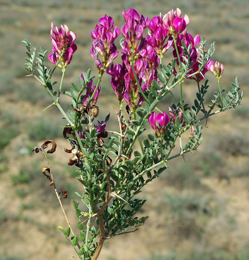 Image of Eversmannia subspinosa specimen.