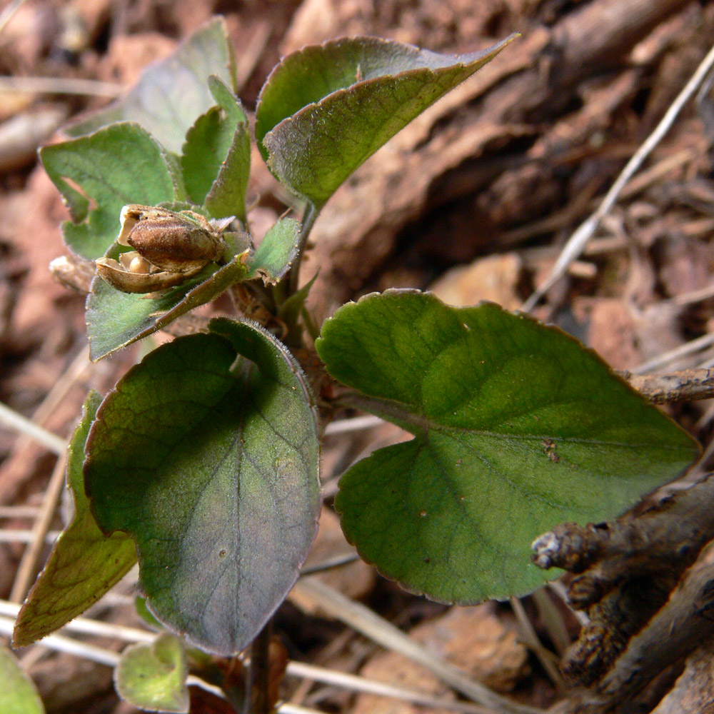 Image of Viola rupestris specimen.