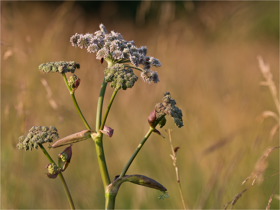 Image of Angelica sylvestris specimen.