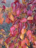 Pyrus pyraster. Ветви с листьями в осенней окраске. Саратовская обл., Саратовский р-н, на склоне холма. 9 октября 2011 г.