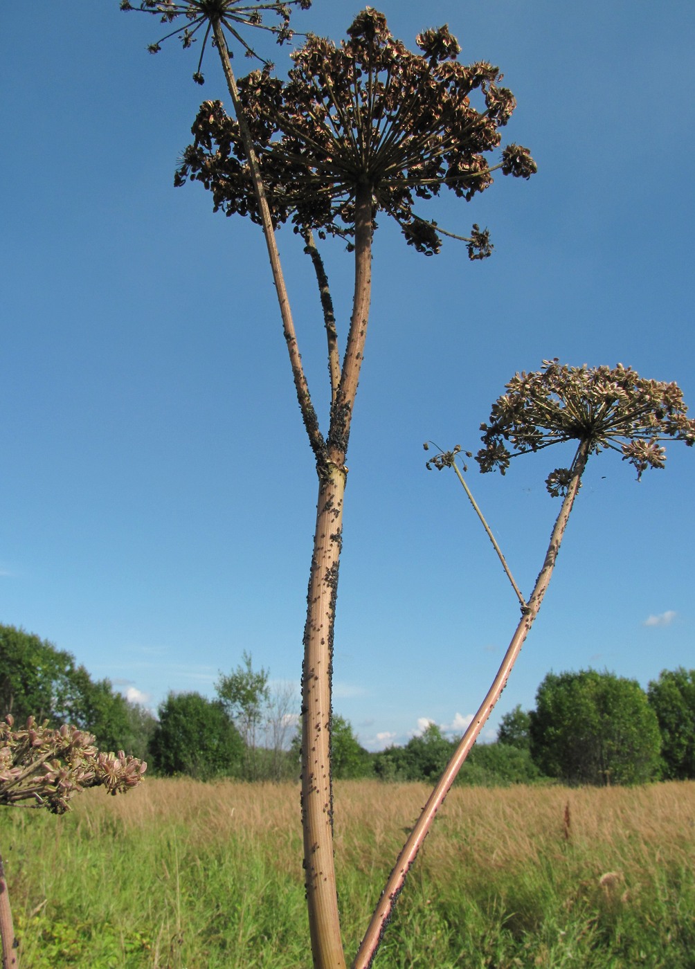 Изображение особи Angelica sylvestris.