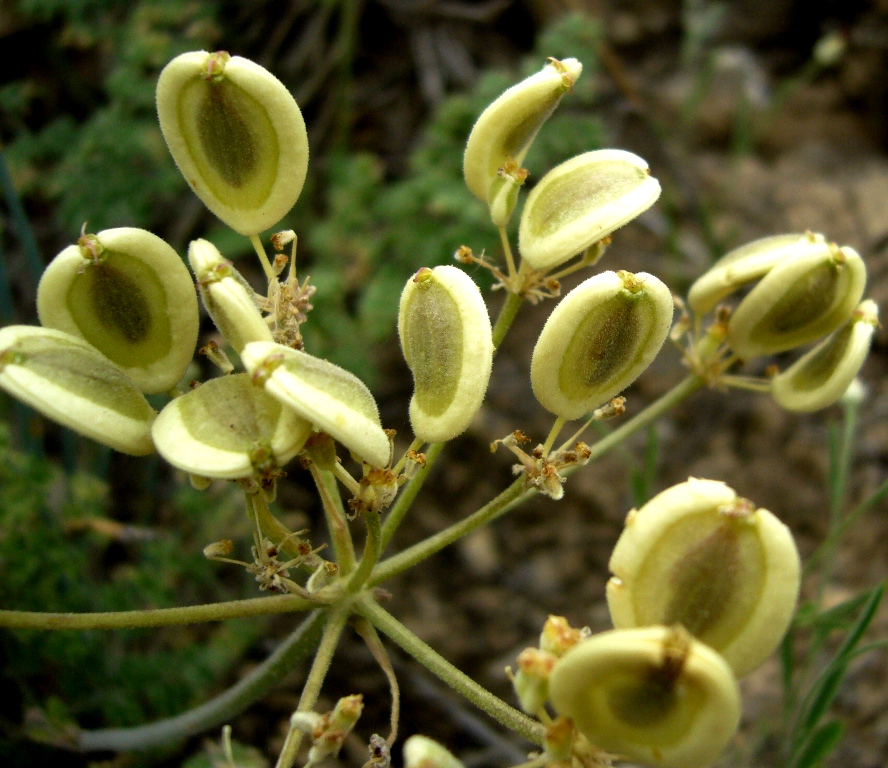 Изображение особи Zosima absinthifolia.