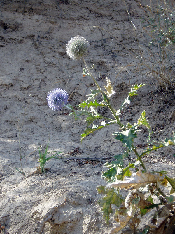 Image of Echinops karatavicus specimen.