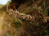 Rumex aeroplaniformis