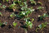 Fragaria × ananassa. Молодые растения. Московская обл., дачный участок. 06.09.2006.