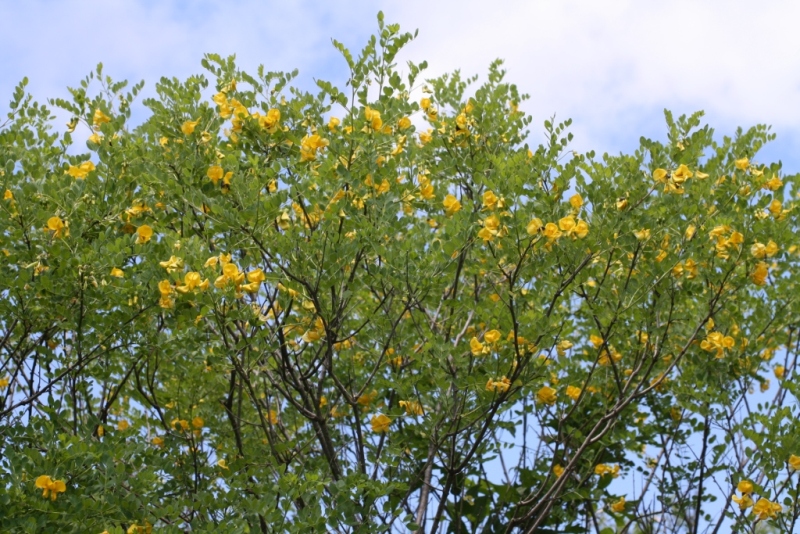 Image of Colutea cilicica specimen.