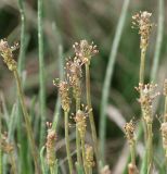 Plantago подвид subpolaris