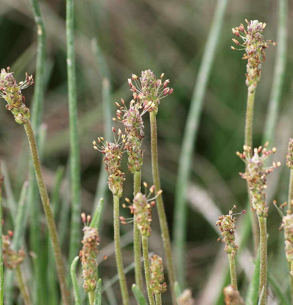 Image of Plantago maritima ssp. subpolaris specimen.