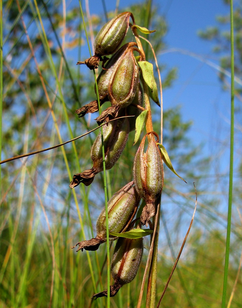 Изображение особи Epipactis palustris.