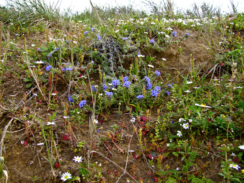 Image of Alkanna tinctoria specimen.