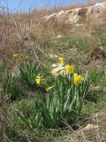 Narcissus pseudonarcissus