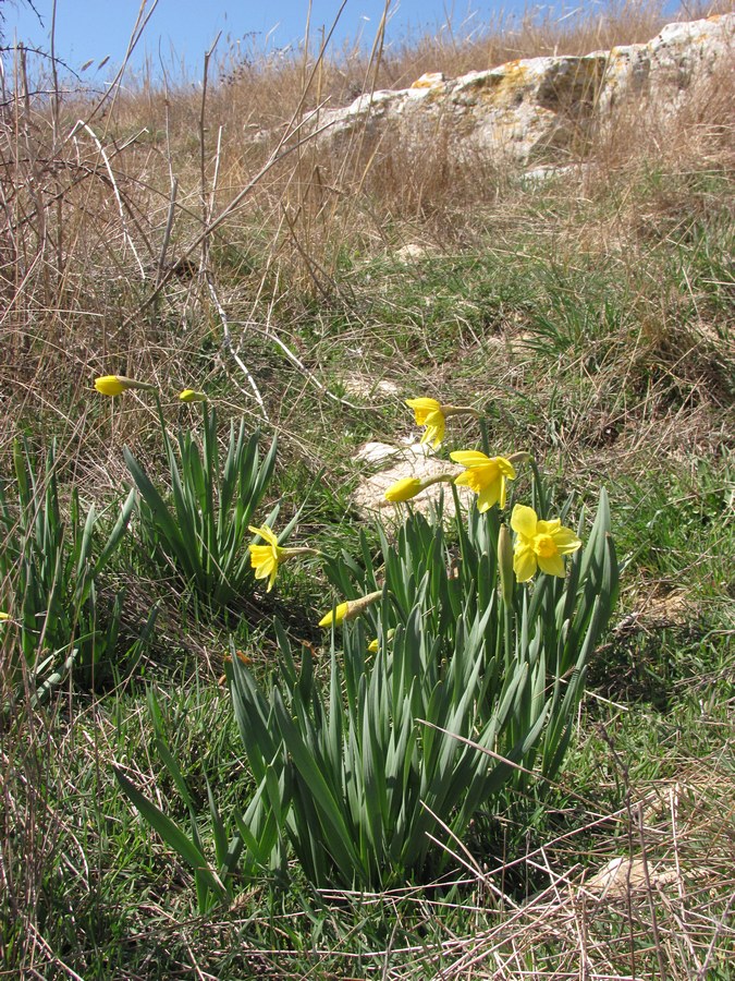 Изображение особи Narcissus pseudonarcissus.