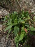 Centranthus ruber