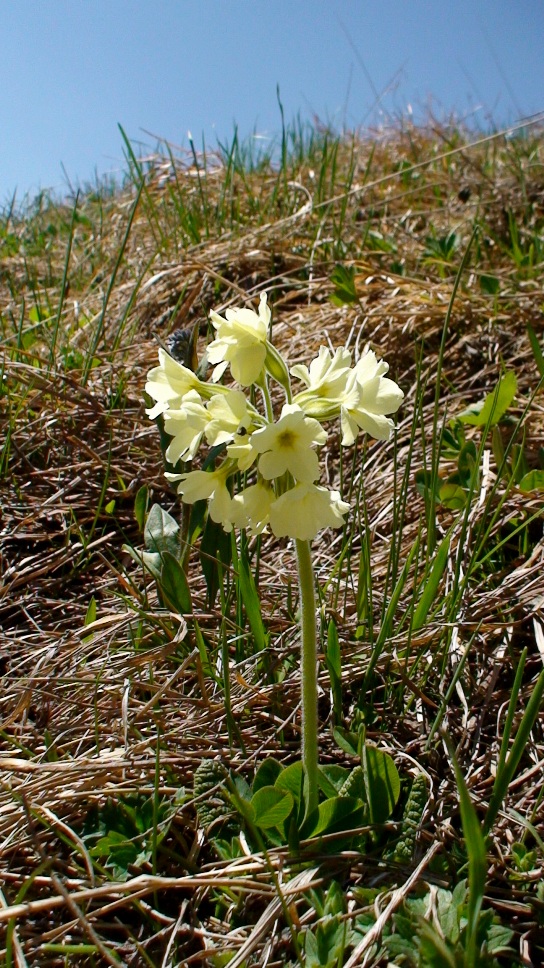 Изображение особи Primula pallasii.