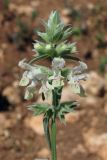 Stachys annua