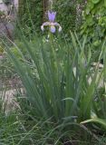 genus Iris