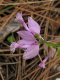 Polygala major. Цветки. Крым, южный берег, окр. Алупки, сосновый лес. 2 июня 2012 г.