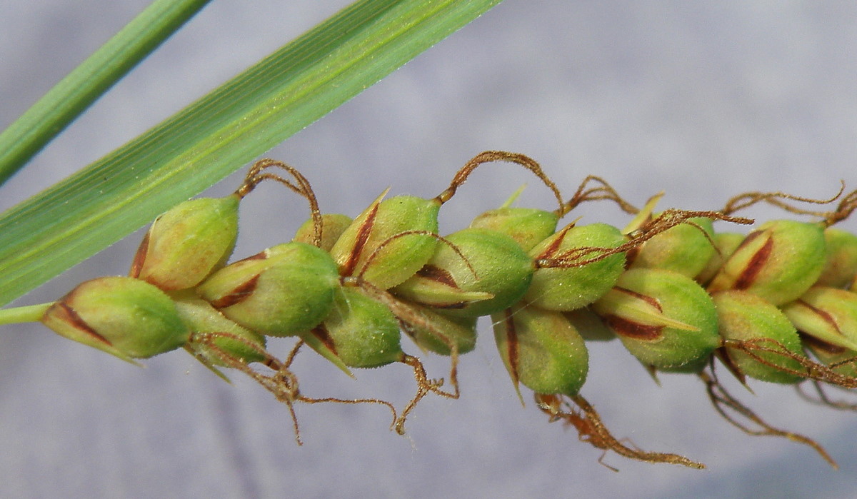 Изображение особи Carex cuspidata.