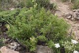 Scutellaria adsurgens. Цветущее растение (выс. ок. 40 см). Южный Казахстан, горы Каракус. 25.05.2010.