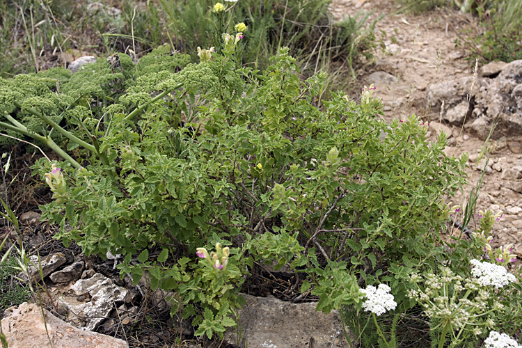 Image of Scutellaria adsurgens specimen.