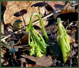 Mercurialis perennis. Разворачивающиеся побеги с бутонами. Чувашия, окрестности г. Шумерля, песчаная дорога на Водозабор. 8 апреля 2009 г.