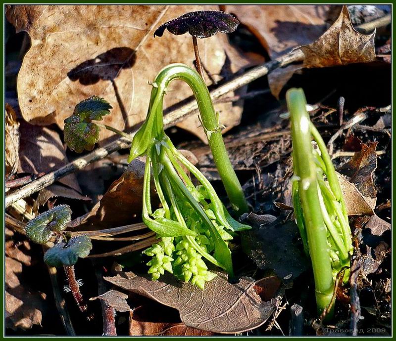 Изображение особи Mercurialis perennis.