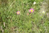 Pyrethrum coccineum