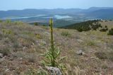 Verbascum densiflorum