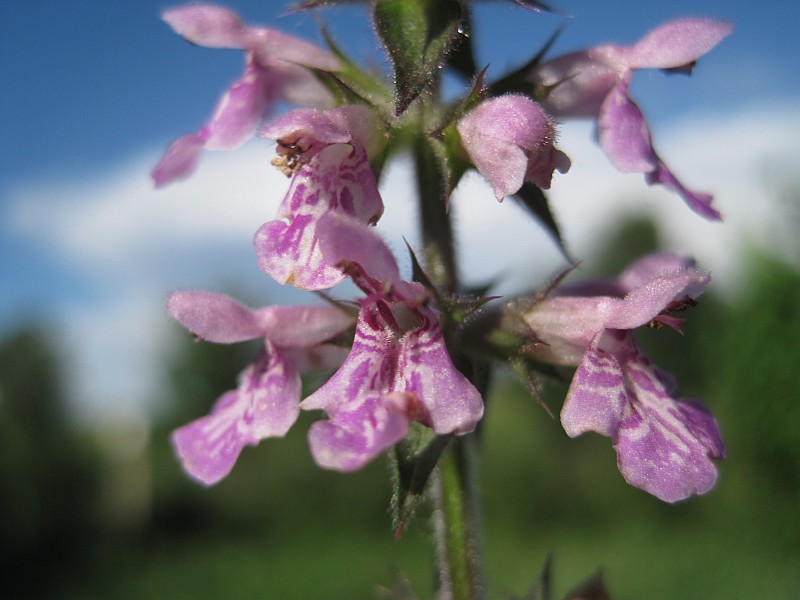 Image of Stachys palustris specimen.