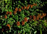 Spiraea alpina. Ветви с плодами. Красноярский край, Ермаковский р-н, заказник \"Гагульская котловина\", заболоченный елово-лиственничный лес, 1100 м н.у.м. 26.07.2012.