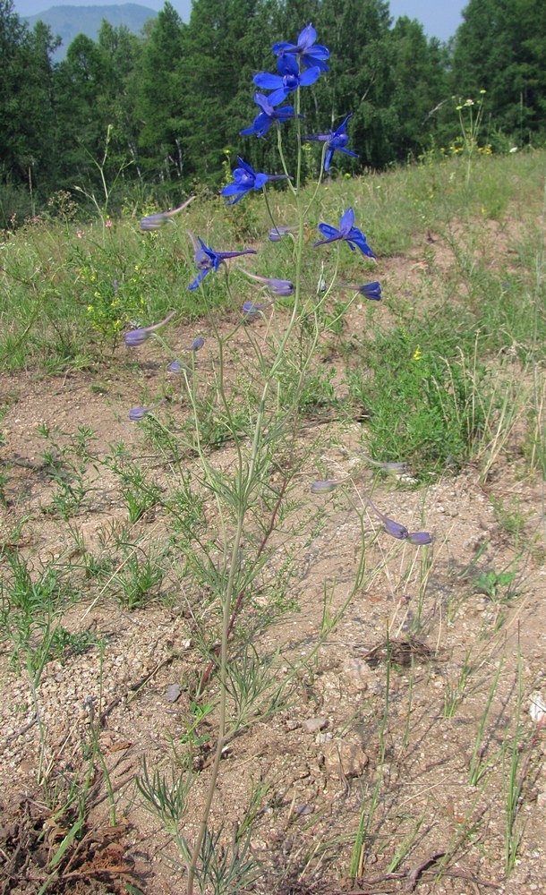 Image of Delphinium grandiflorum specimen.