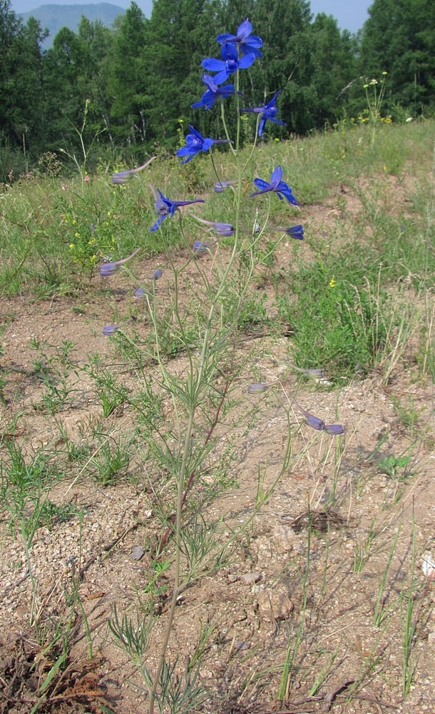 Изображение особи Delphinium grandiflorum.