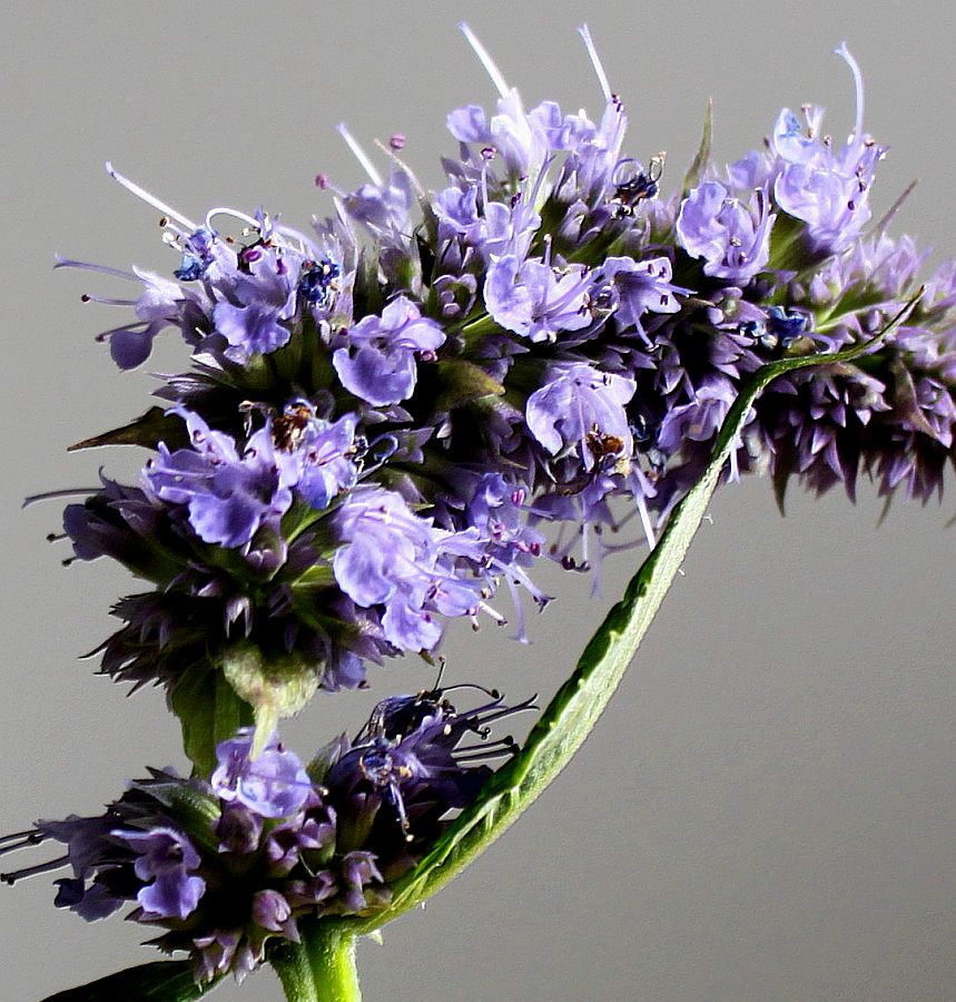 Image of Agastache rugosa specimen.