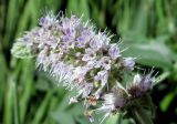 Mentha longifolia. Cоцветие. Испания, автономия Арагон, провинция Уэска, горный массив Пиренеи, долина Бухаруэло (Valle de Bujaruelo), склон пика Себольяр, выход грунтовых вод, 1700 м н.у.м. 18 августа 2012 г.