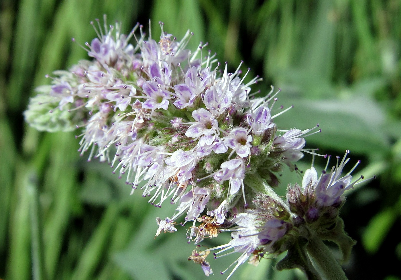 Image of Mentha longifolia specimen.