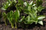 genus Colchicum
