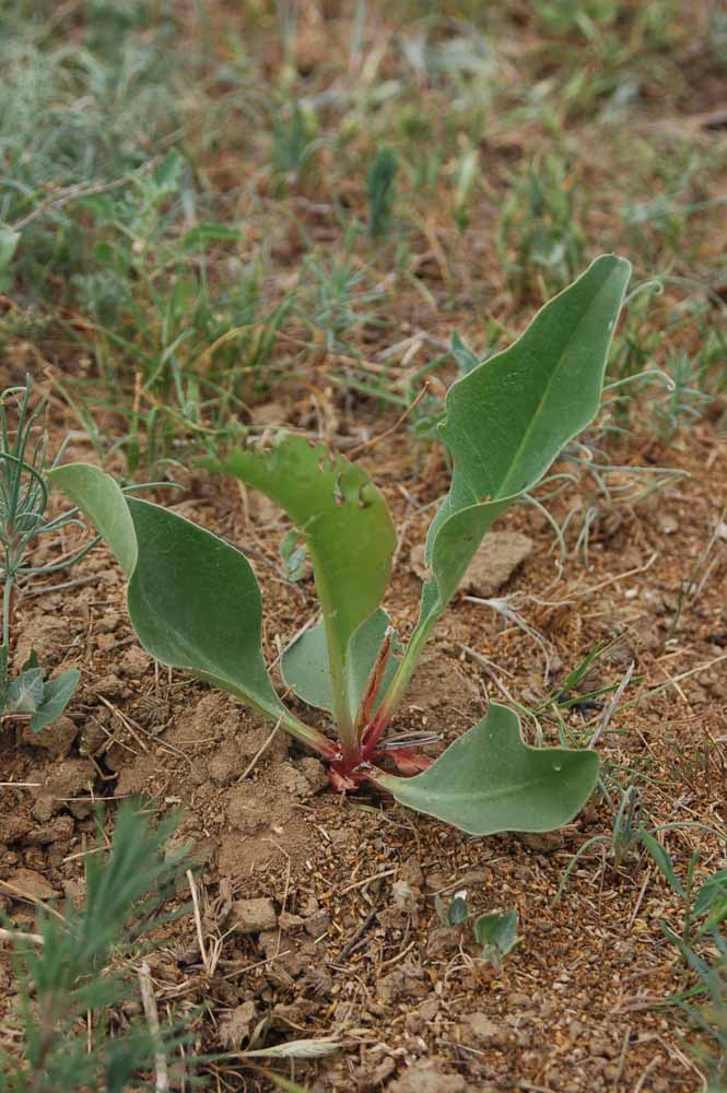 Image of genus Limonium specimen.