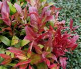 Leucothoe fontanesiana