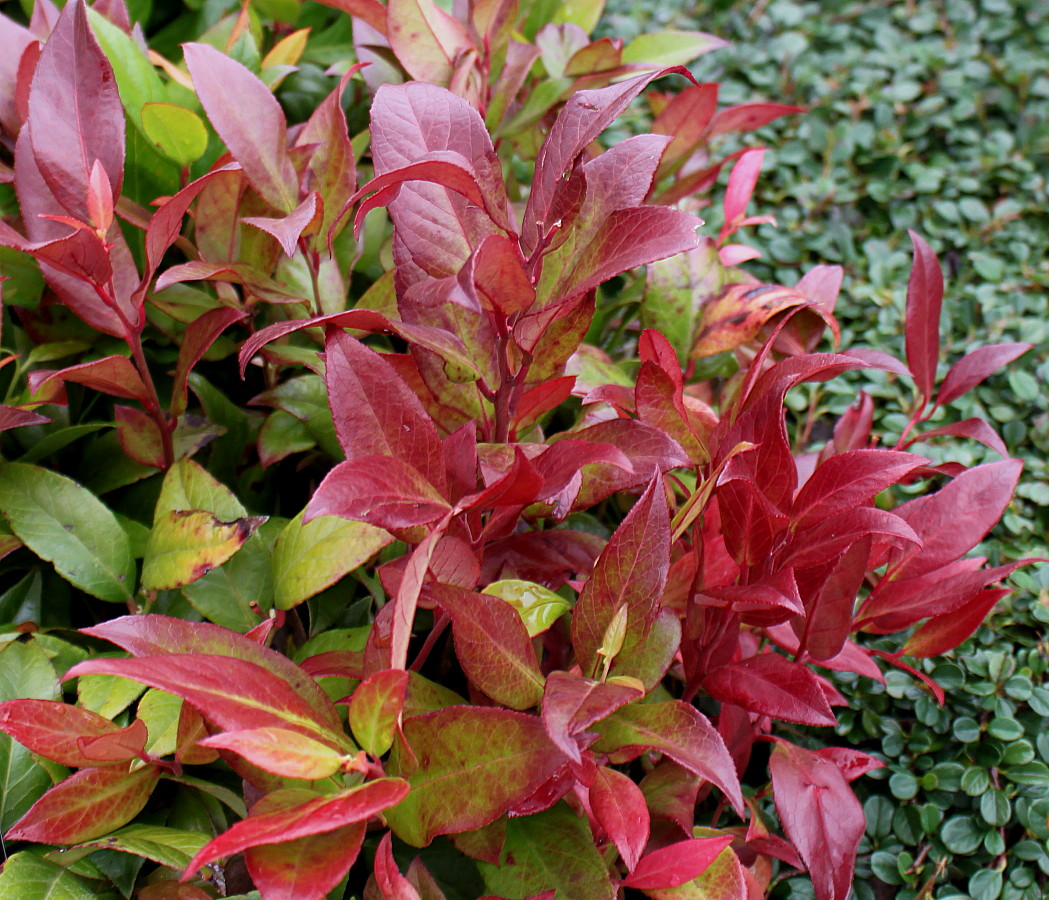 Image of Leucothoe fontanesiana specimen.