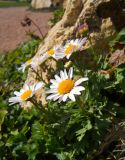 Arctanthemum arcticum