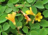 Oxalis hedysaroides