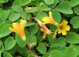 Oxalis hedysaroides