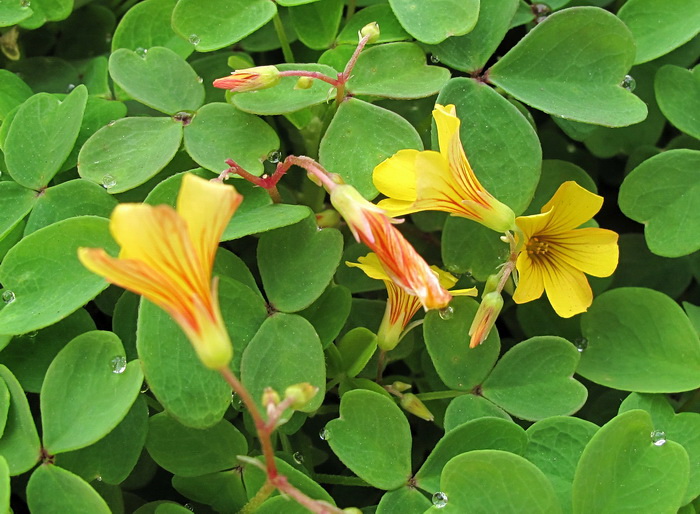 Image of Oxalis hedysaroides specimen.