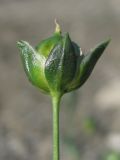 Image of taxon representative. Author is Павел Евсеенков
