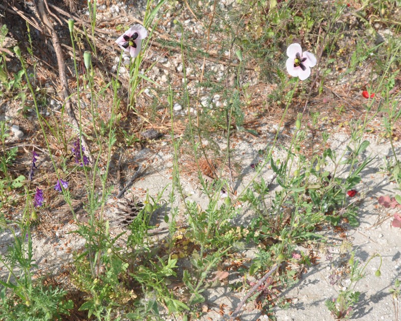 Image of Papaver lecoqii specimen.