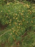 Juniperus virginiana