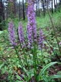 Gymnadenia conopsea