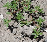 Portulaca oleracea. Веточки. Италия, Помпеи. 17.06.2010.